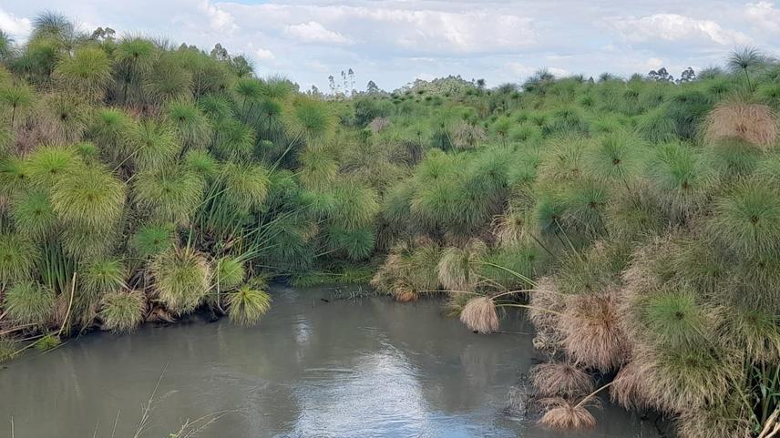 Asection of Kapkatet Wetland and a river © Paul Machoni