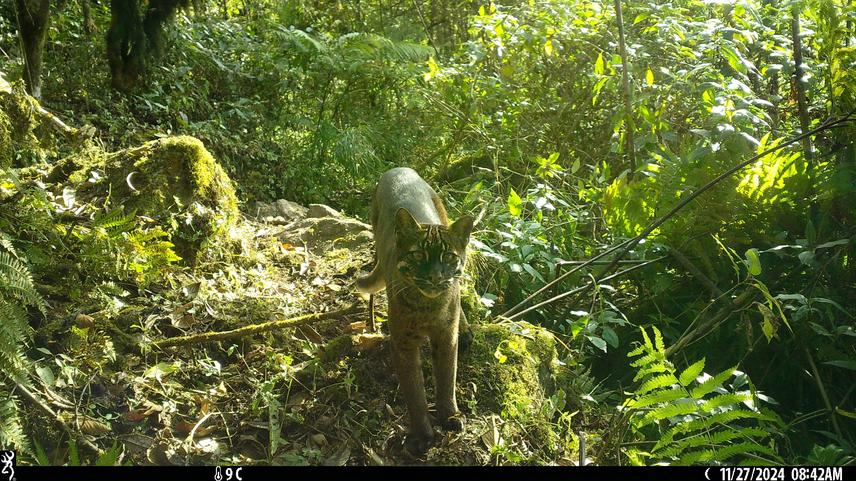 Asian golden cat recorded on a camera trap in Taplejung District, Nepal. © Gyajo Lama Bhote / CLWG.