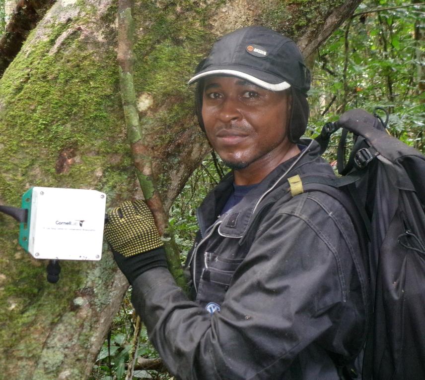 Attaching the SwiftOne Device for Acoustic Monitoring of Orthoptera Species in Mpem & Djim National Park. © Alain Simeu-Noutchom.