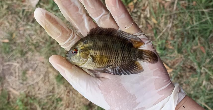 Australoheros facetus captured in Corrientes Creek during a sampling campaign. © Gastón E. Ojeda Rossi.