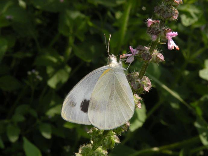 Cabbage White. © Peter Smetacek
