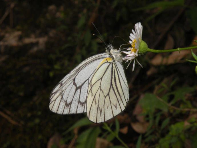 The Himalayan Blackvein is proposed to be called the Arrowhead Blackvein. © Peter Smetacek