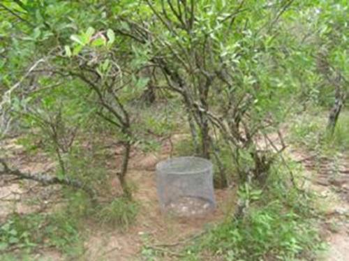 Full shade of shrub and small herbivores excluded treatment.