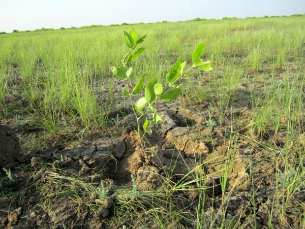 Spersica plantation in Banni.