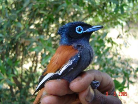 African paradise flycatcher.