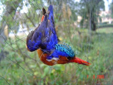 Malachite kingfisher.