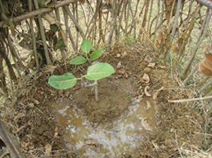 A young banyan tree sapling with tree guard planted at Dandiri.