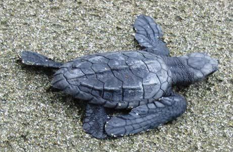 Excavated nest, emerging hatchling of Olive ridley sea turtle.
