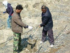 Local volunteers planted branchy tamarisk seedling in the nursery in Aug 2010.