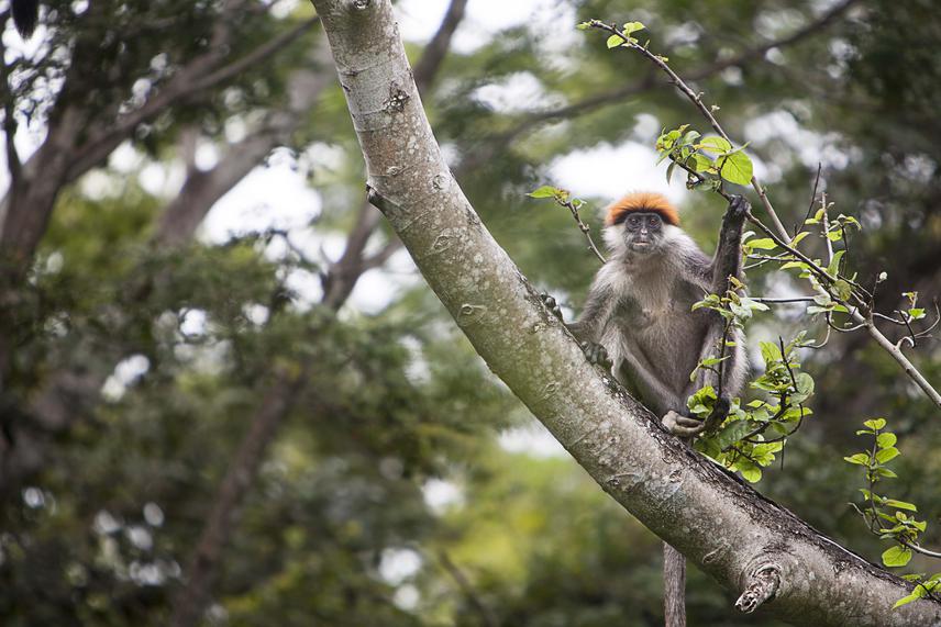 Red colobus. ©Raffaele Merler