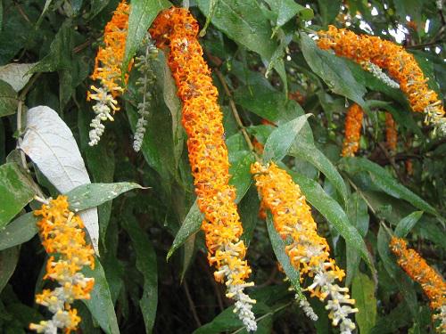 Buddleja polystachya.