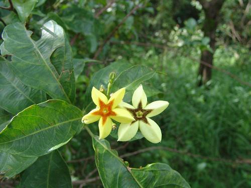 Mussaena arcuata.
