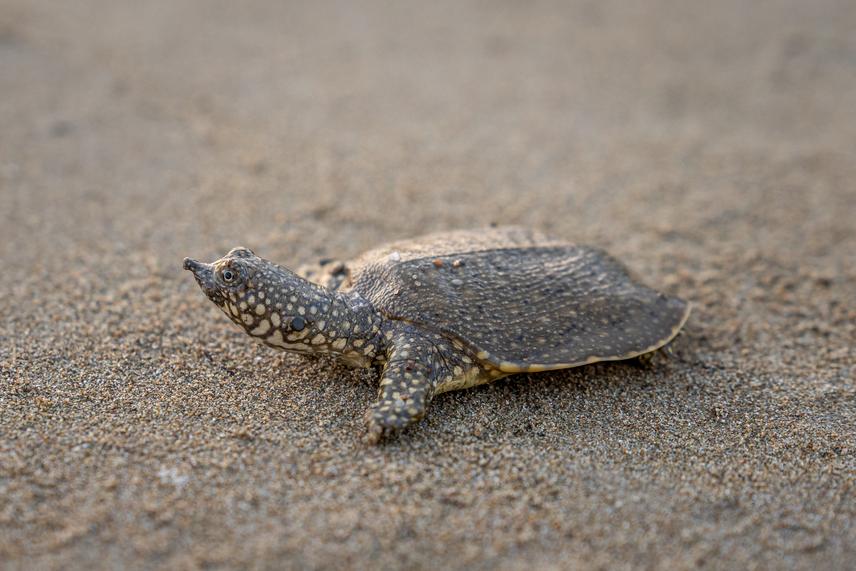 Baby turtle. ©Fatih Polat.