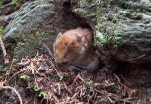 Bank Vole.