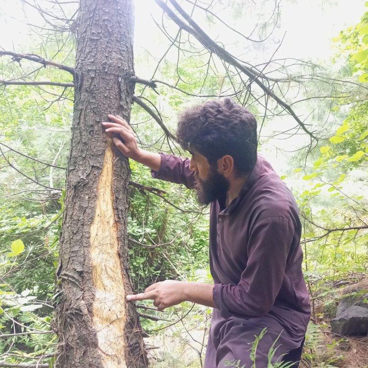 Bark peeling observed on a Pinus wallichiana tree—likely a result of bears foraging for cambium or bark-dwelling insects. © Faizan Ahmad