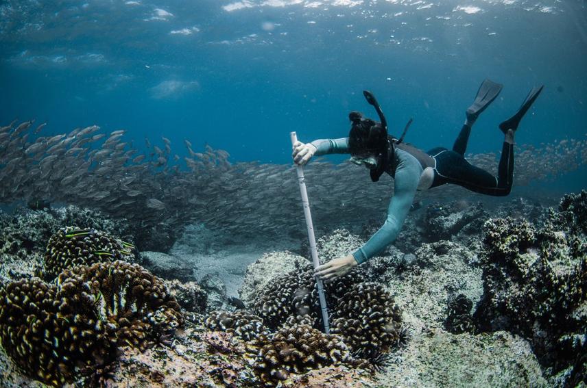 Coral fragments are cultivated in underwater nurseries for 9-12 months, until they reach a large enough size to be transplanted back to the reef © Nicolas Davalos / Galapagos Reef Revival