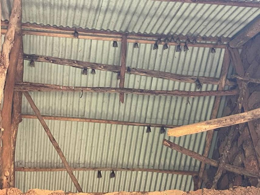 Bats roosting in a house at one of the project sites © Mande Judith