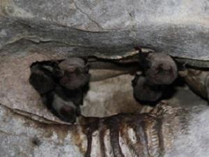 Bent-wing bat. © Jelena Burazerovic.