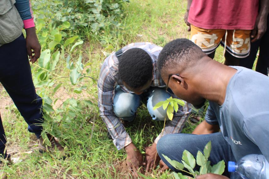 Restoration of degraded habitats with Milicia excelsa seedling in northern Benin (c) Biaou Séverin (2024).