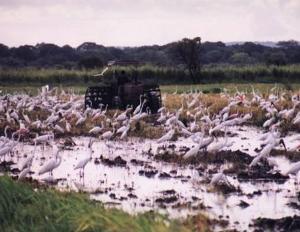 Birds in rice field, drawn to areas mulched by farmers.