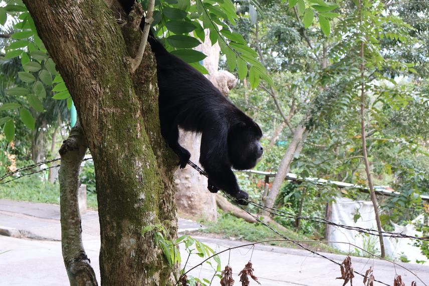 Black howler monkey waiting for food provisioning. © Mónica Maravert.