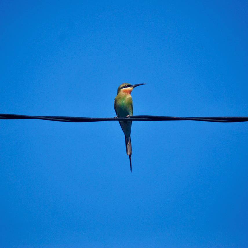 Blue-tailed Bee-eater perching on wire in durian orchard. © Nursyamin Hanis Zulkifli.