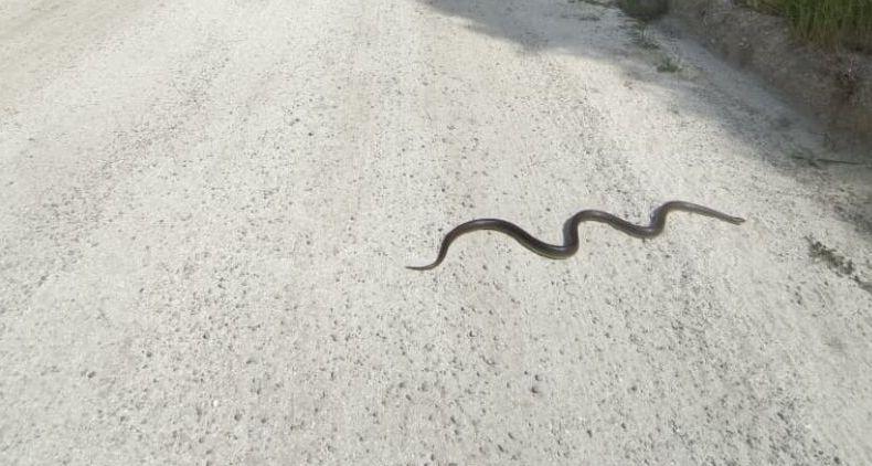 Brown snake (Paraphimophis rusticus) crossing the road. © Damián Fortunato