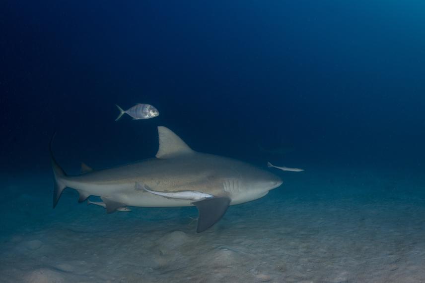 Bull shark female in North Male Atoll. © Scipione Mannacio.