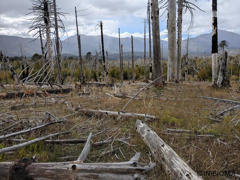 Burned Araucaria araucana forest along Lago Ñorquinco, Lanín National Park, Argentina © INIBIOMA