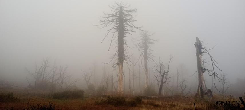 Burned Araucaria araucana trees in the fog at Lago Ñorquinco, Lanín National Park, Argentina © INIBIOMA