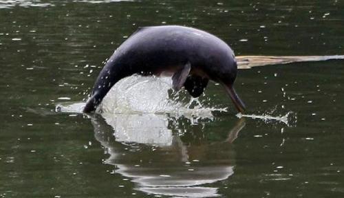 Gangetic dolphin.