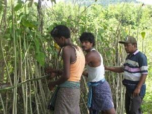 Making a green fence during the monsoon with Amari plants.