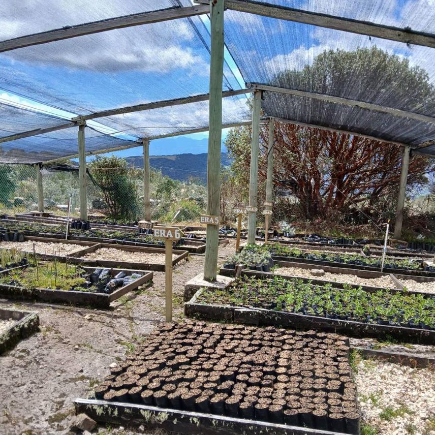El Cocuy National Natural Park Nursery at 4000m © Anamaría Rozo, 2025