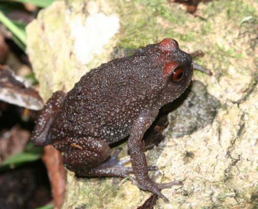 Callulina laphami from Kindoroko Forest Reserve, North Pare Mountains. ©Chem.