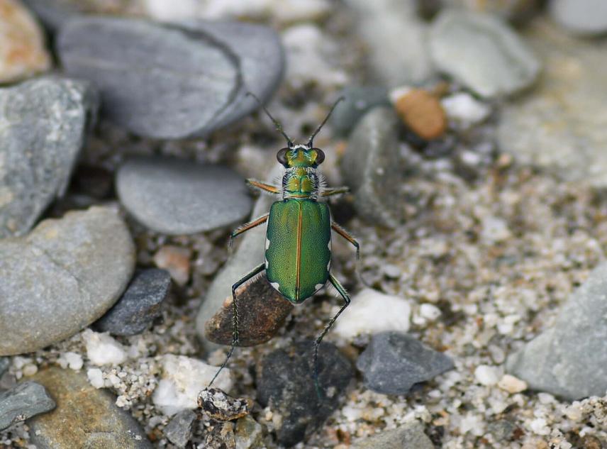 Calomera chloris P.C. ©Vinita Sangela, Wildlife Institute of India.