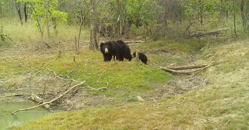 Camera trap capture of mother sloth bear and cubs in the community forest resource area of Uttar Bastar Kanker District, Chhattisgarh. © Applied Environmental Research Foundation.