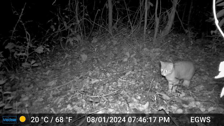 Camera trap image of a rusty-spotted cat in an palm oil plantation. ©Eastern Ghats Wildlife Society.