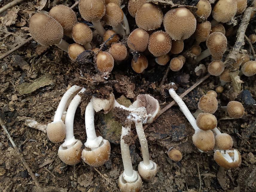 Candolleomyces tuberculatus