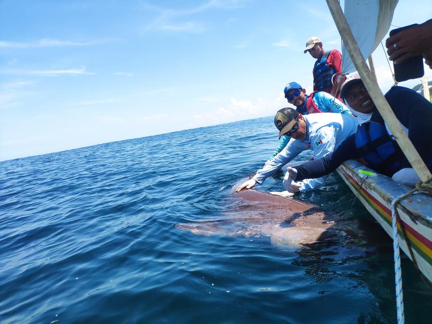 Capture and recording of a Hexanchus griseus. © Fundación Mundo Azul.