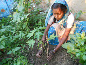 Care of fruit plants.