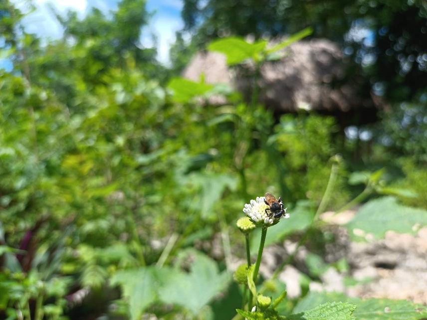 Cephalotrigona zexmeniae foraging in home garden. © Renata Escamilla.
