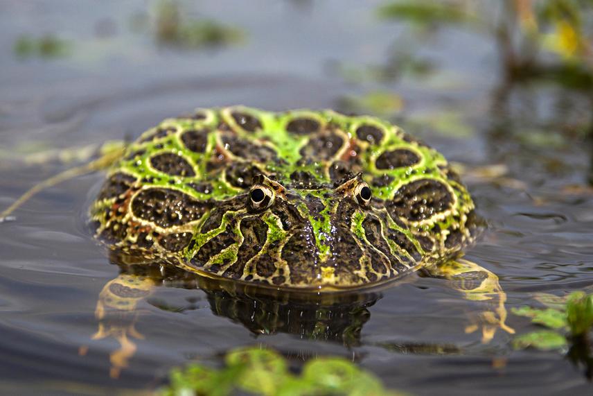 Ceratophrys ornata female. © Pablo Saibene.