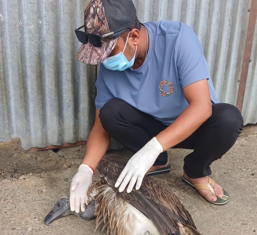 Checking the condition of injured SBV © Sarita Poudel Chhetri