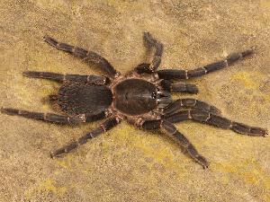 Chilobrachyus sp from Tripura.j