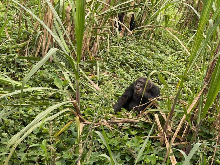 Chimpanzee observed feeding in a sugarcane field during field surveys in Nyamasheke District near Nyungwe National Park. © Alfred Niyingenera