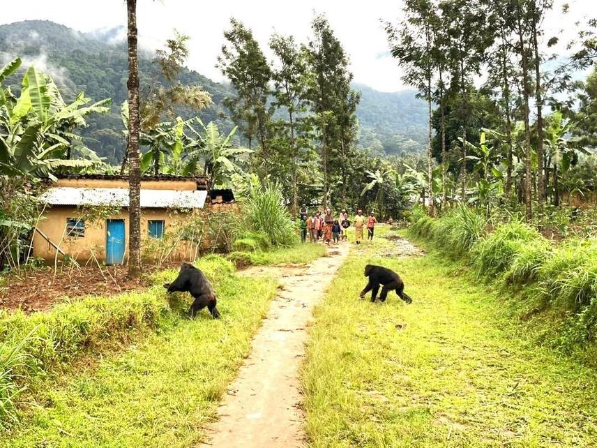 Chimpanzees cross a village path while members of the local community observe nearby, illustrating their movement through human-dominated areas outside the forest. © Alfred niyingenera
