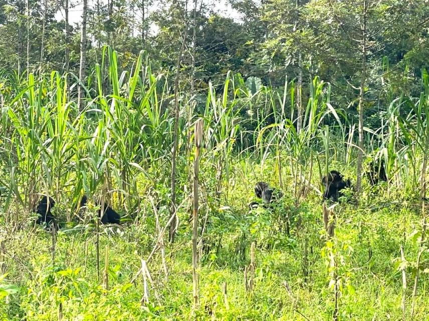 Chimpanzees observed in an agricultural field in a mutongo cell  during foraging activities. © Alfred Niyingenera