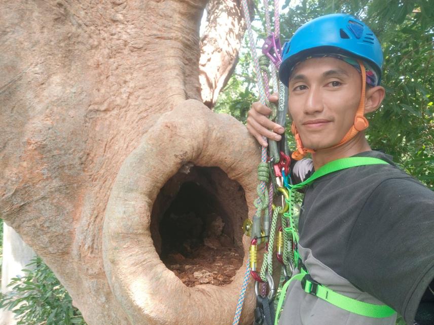 Close-up assessment of a natural hornbill cavity © Raihan Rhasidi