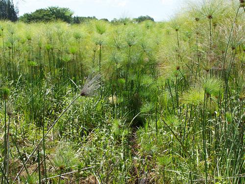 Closed path in the zoned upper section of the wetland.