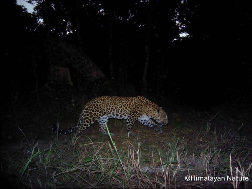 Commom Leopard Captured during Camera Trap Survey © Himalayan Nature